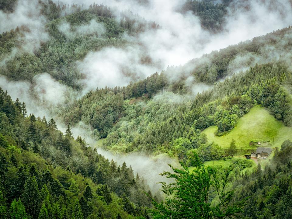 Schwarzwald